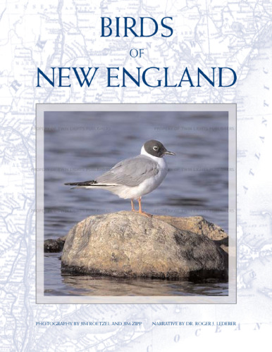 Birds of New England