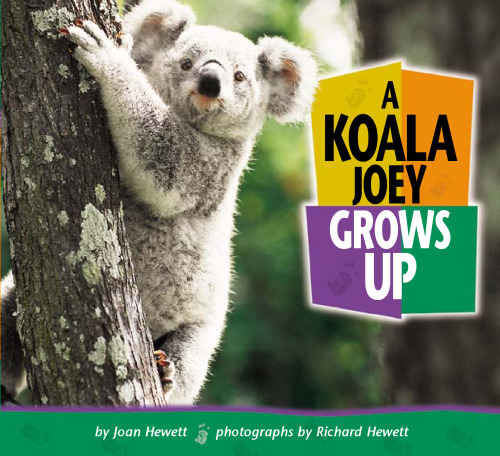 A Koala Joey Grows Up (Baby Animals)