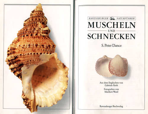 Ravensburger Naturführer - Muscheln und Schnecken