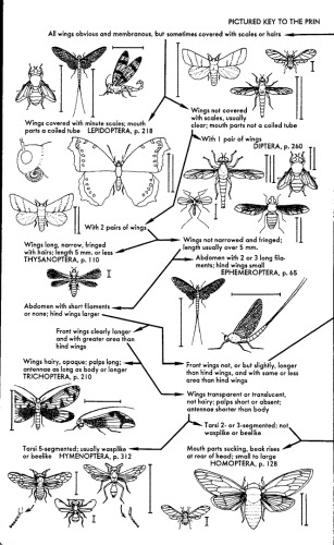 A Field Guide to Insects: America North of Mexico (Peterson Field Guides(R))