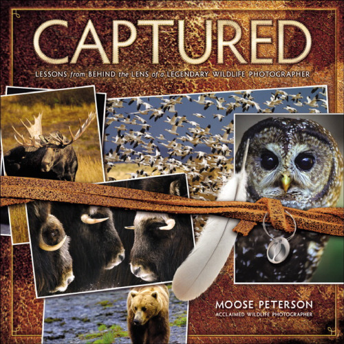 Captured: Lessons from Behind the Lens of a Legendary Wildlife Photographer