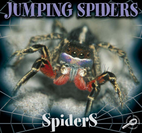 Jumping Spiders  