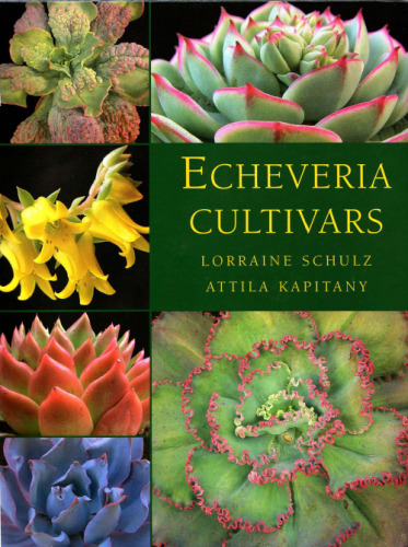 Echeveria cultivars 