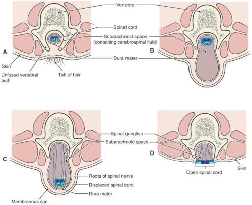 Fundamental Anatomy