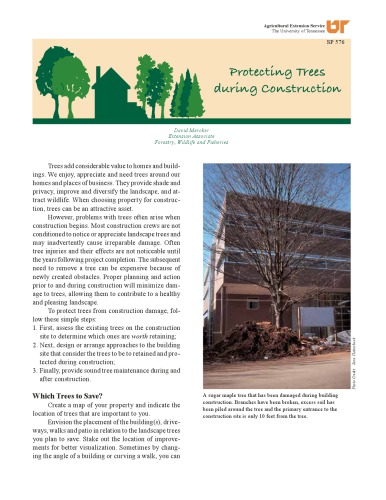 Protecting trees during construction