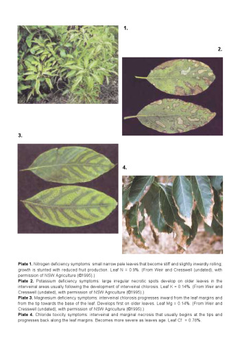 The avocado : botany, production, and uses