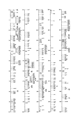 Bacterial and Bacteriophage Genetics: An Introduction